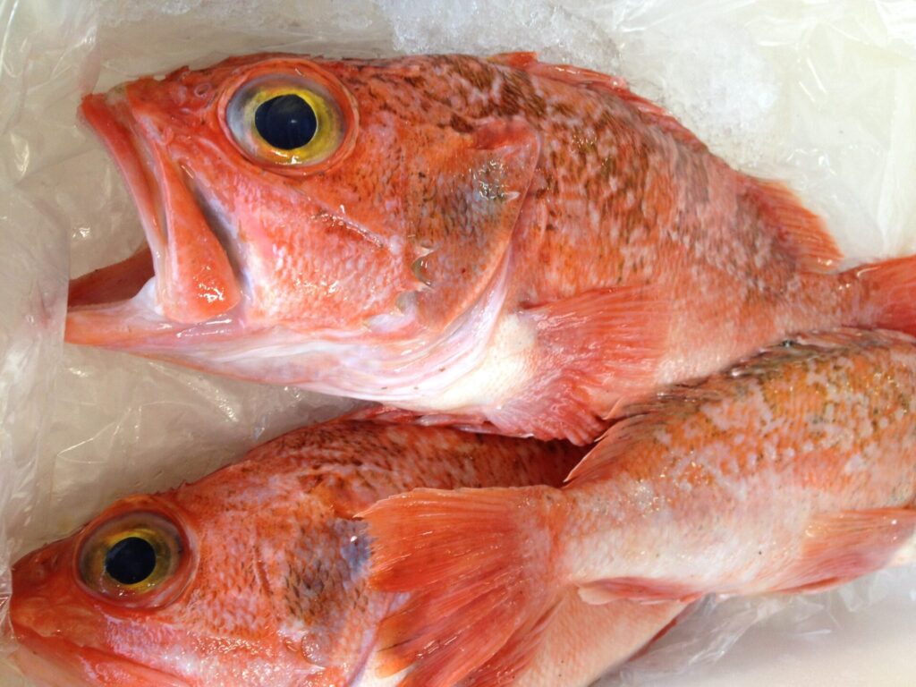 Salmonete pescados del día en Valladolid