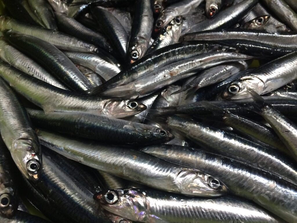 Producto pescados del día en Valladolid