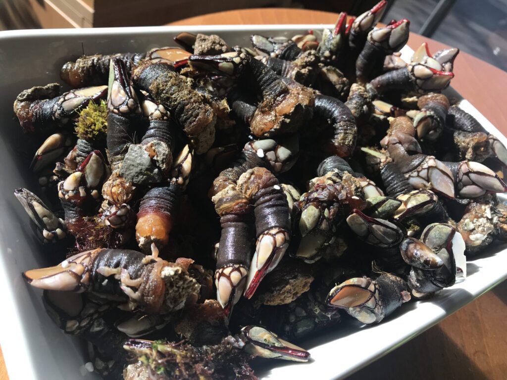 Percebes pescados del día en Valladolid